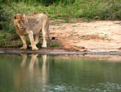 lions gomo gomo IMG_5087.jpg